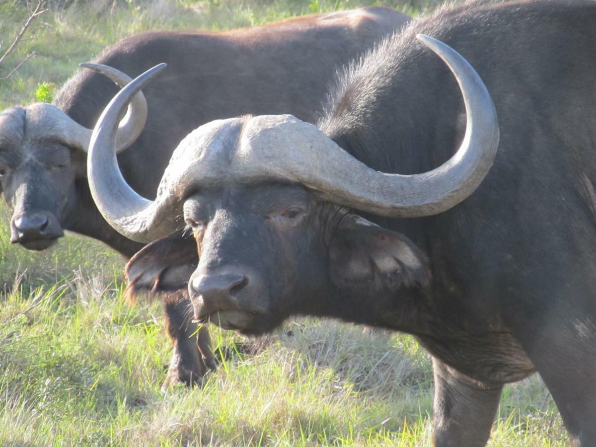 Addo Gateway Lodge Colchester Zewnętrze zdjęcie