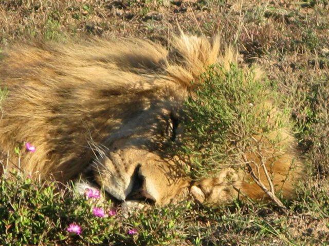 Addo Gateway Lodge Colchester Zewnętrze zdjęcie