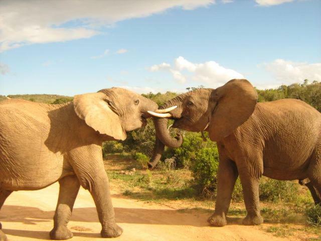 Addo Gateway Lodge Colchester Zewnętrze zdjęcie